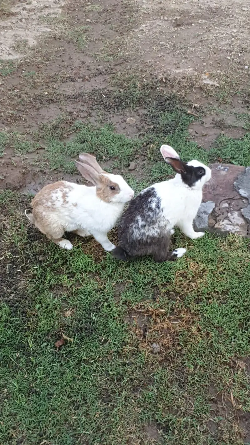 Rabbits for sail — photo 3