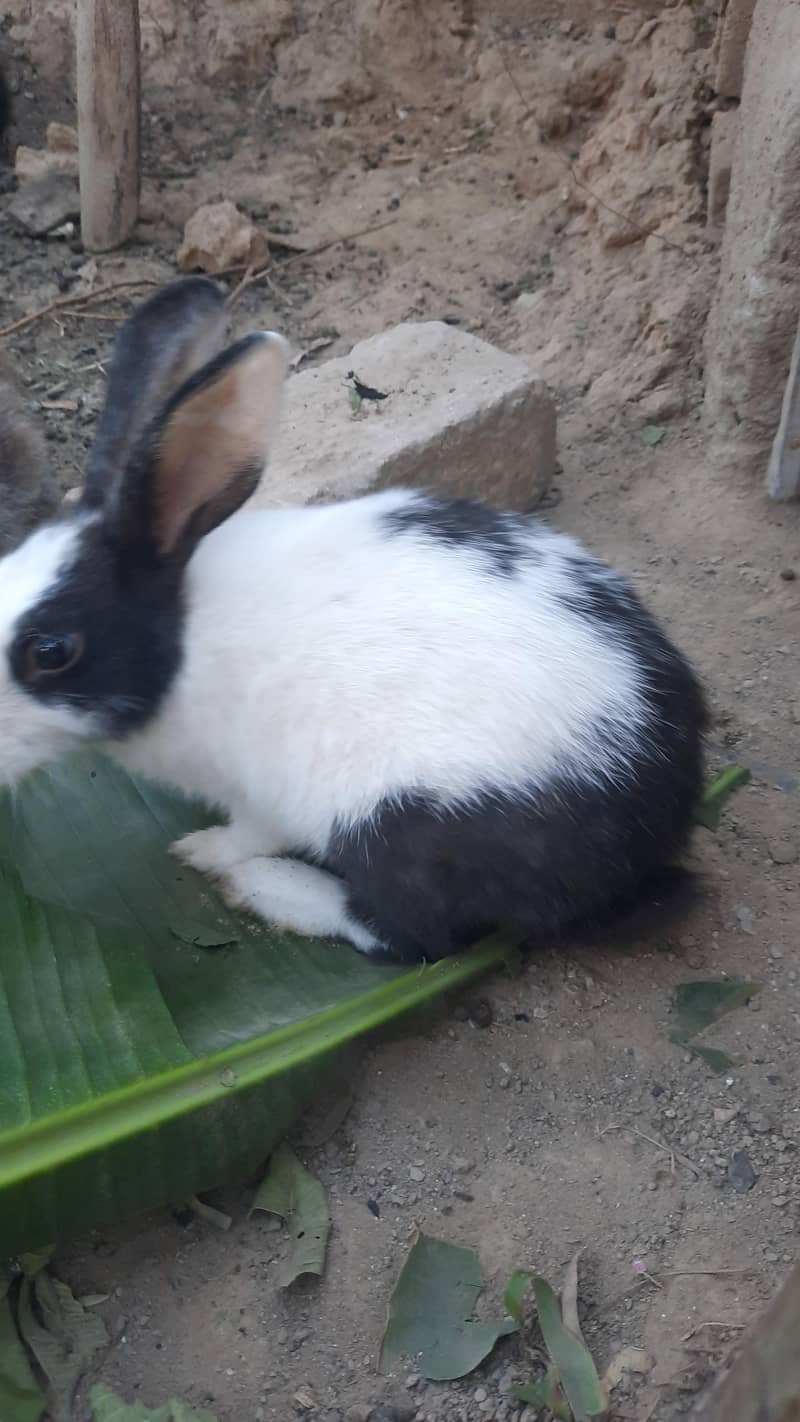 Rabbits for sail 3