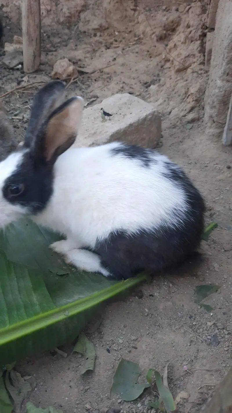 Rabbits for sail — photo 4