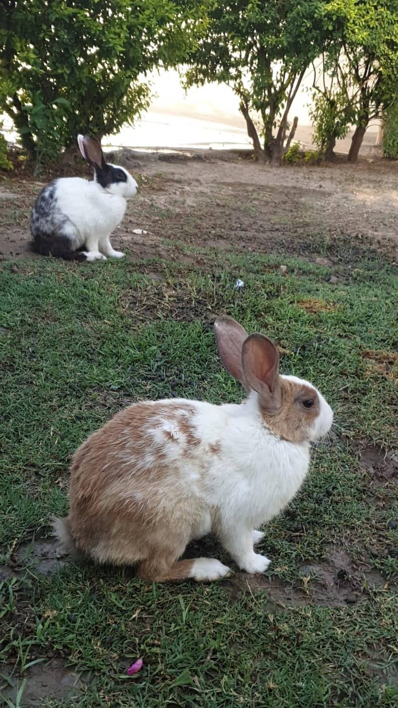 Rabbits for sail 4