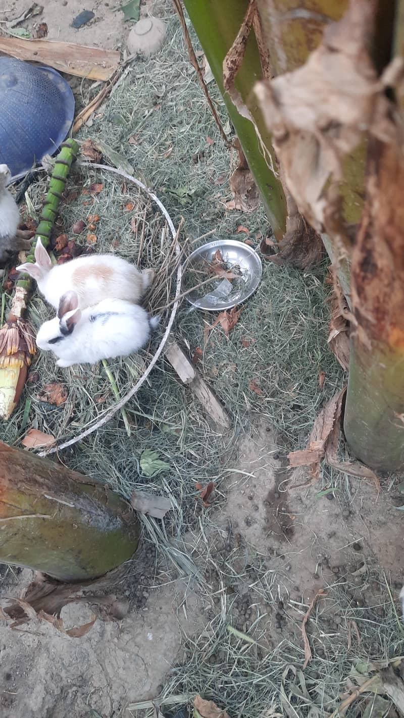 Rabbits for sail 5
