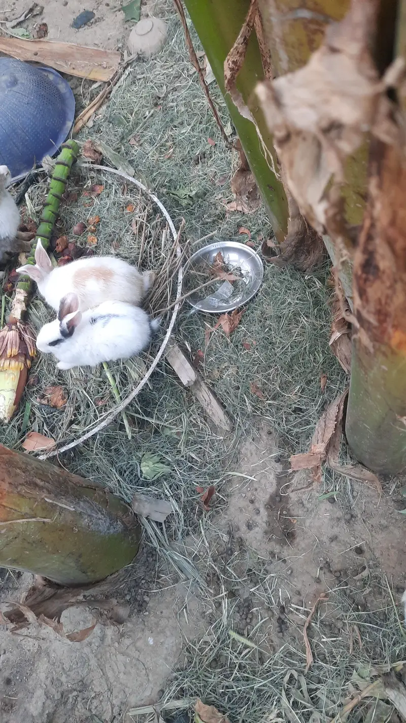 Rabbits for sail — photo 6