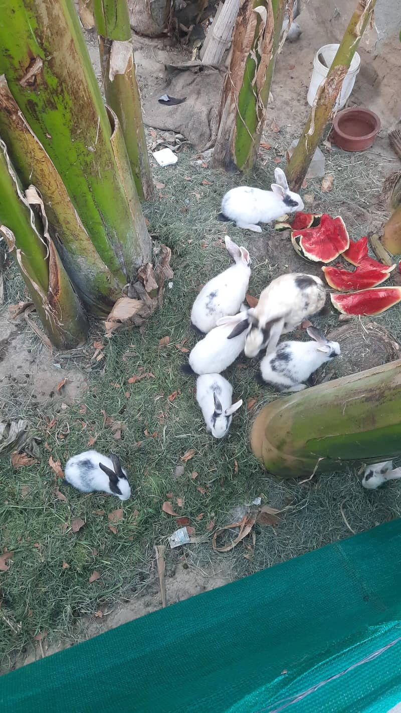 Rabbits for sail 6