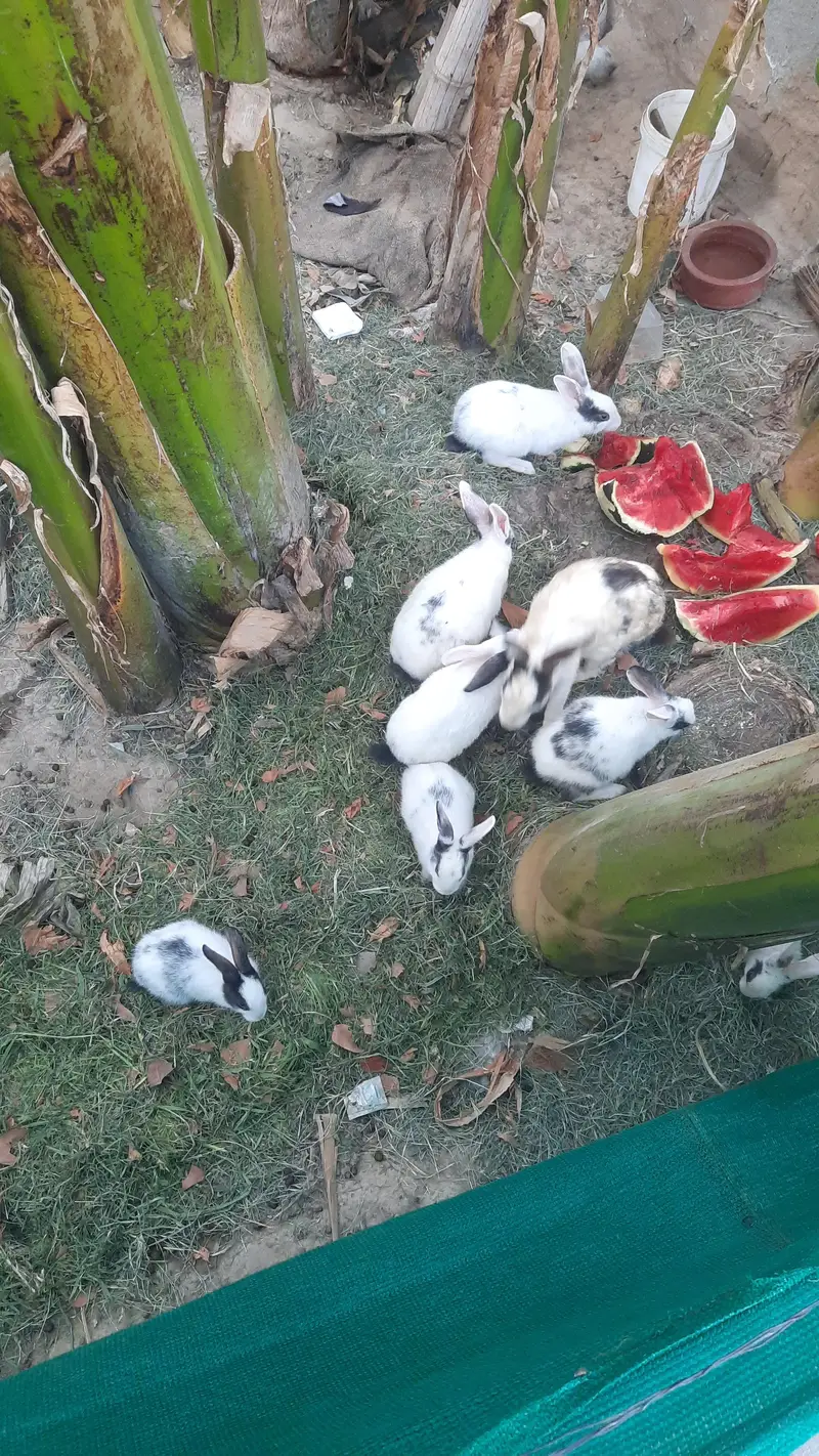Rabbits for sail — photo 7
