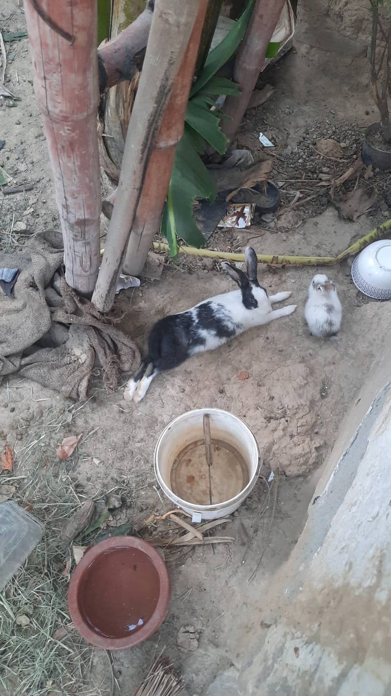 Rabbits for sail 7