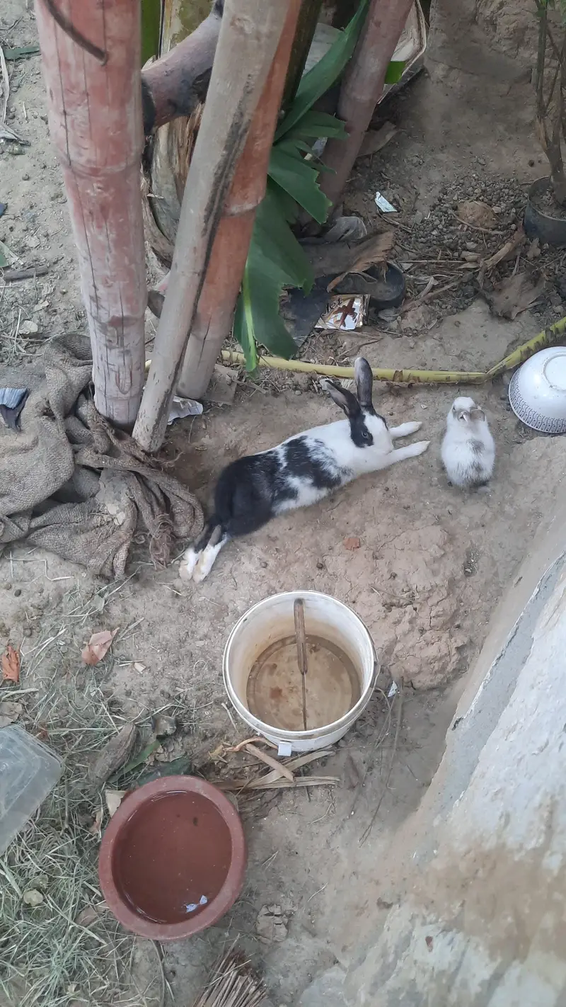 Rabbits for sail — photo 8