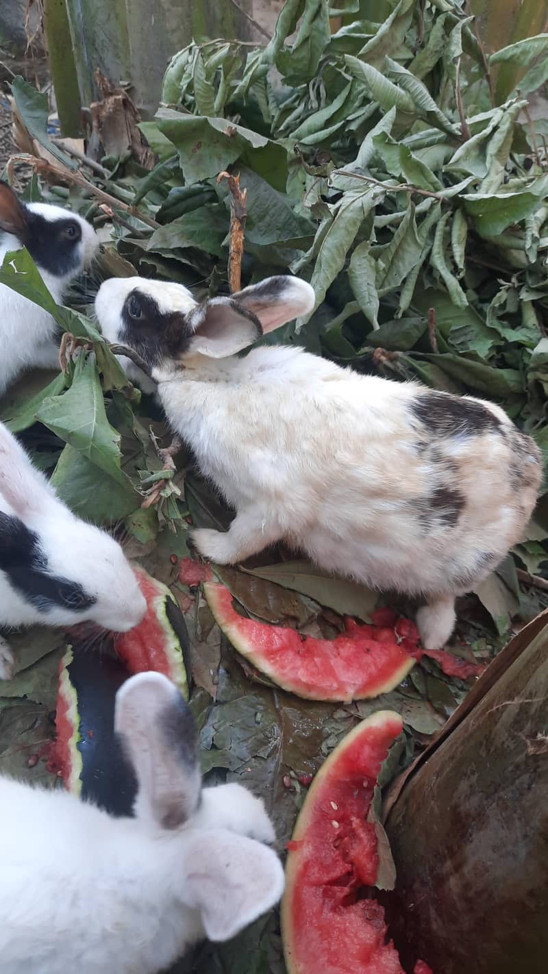 Rabbits for sail 8