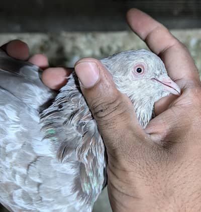 breeder pair for sale