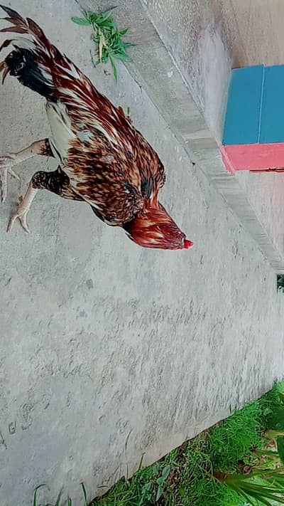 Aseel Sindhi murgha