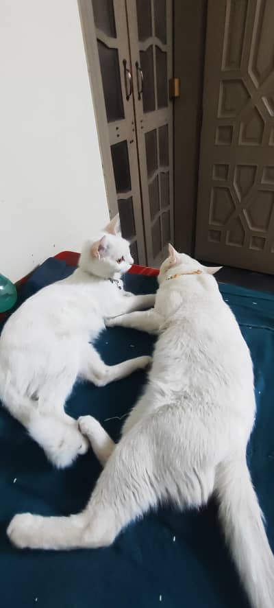 Persian Cats.
