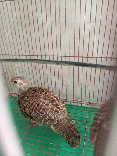 parrot and same birds available