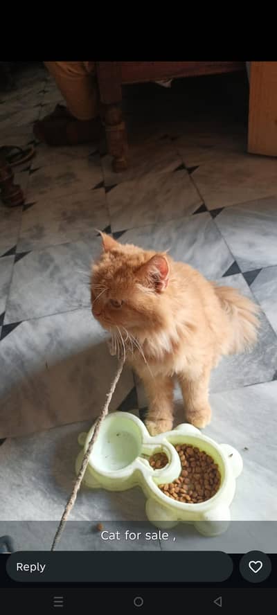 Russian cat