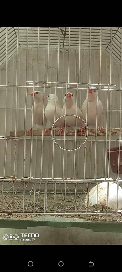 shaftail albino ready to breed pairs