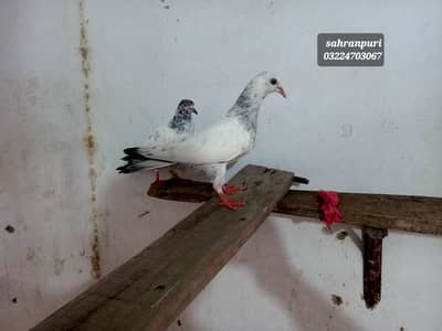 Sshranpuri birds