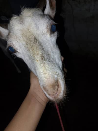 haidrabadi tapri bakri hai jis bhai ko leni hai wo rabta karly