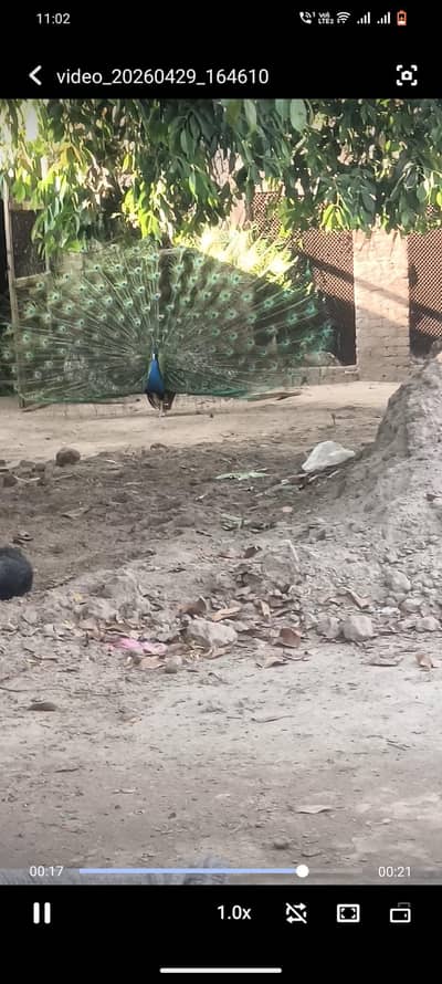 peacock
