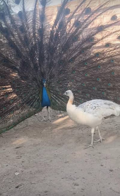 peacock