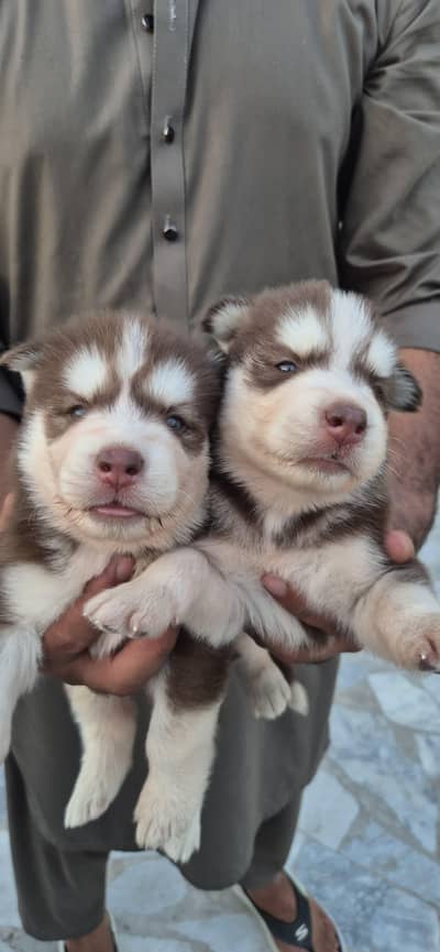 siberian husky 2 females