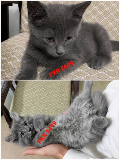Gray Persian kittens