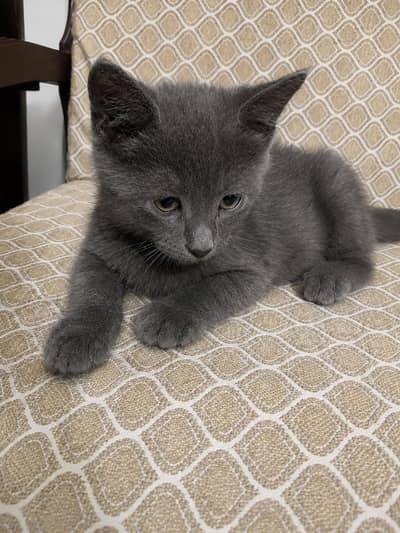 Gray Persian kittens