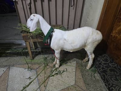 white dumba