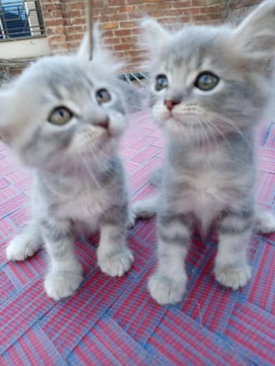 grey Persian kittens