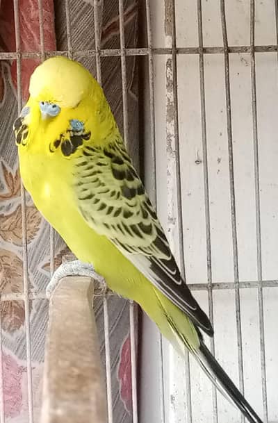 Exhibition/king budgie pairs (urgent sale)