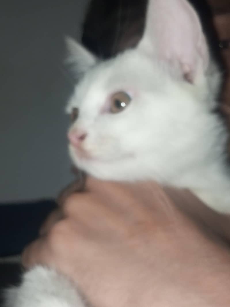Kittens 4