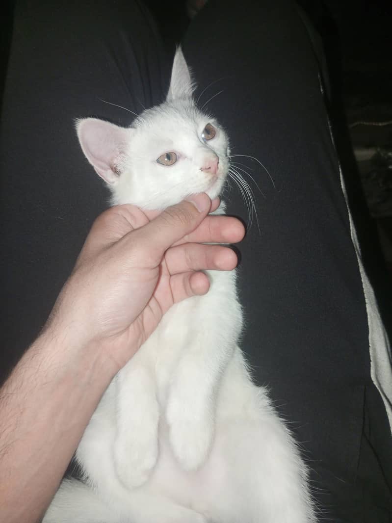Kittens 0