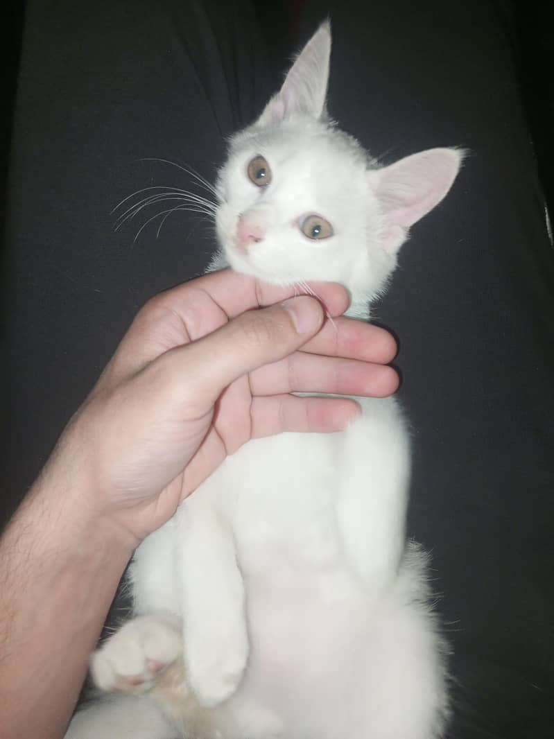 Kittens 1