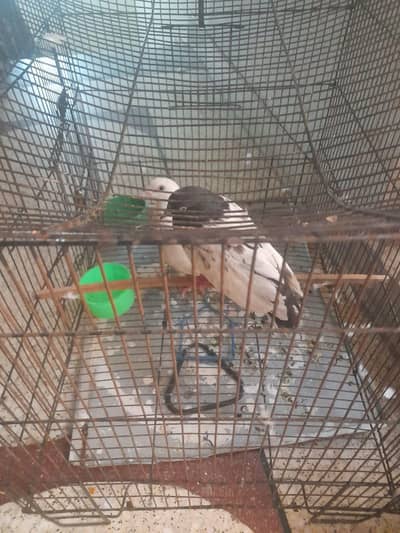 pigeon with cage