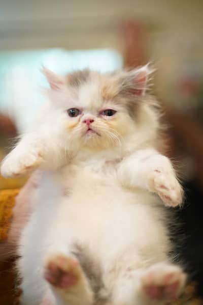 persin kitten available for sale