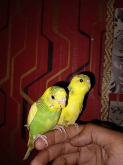 hand tame parrot