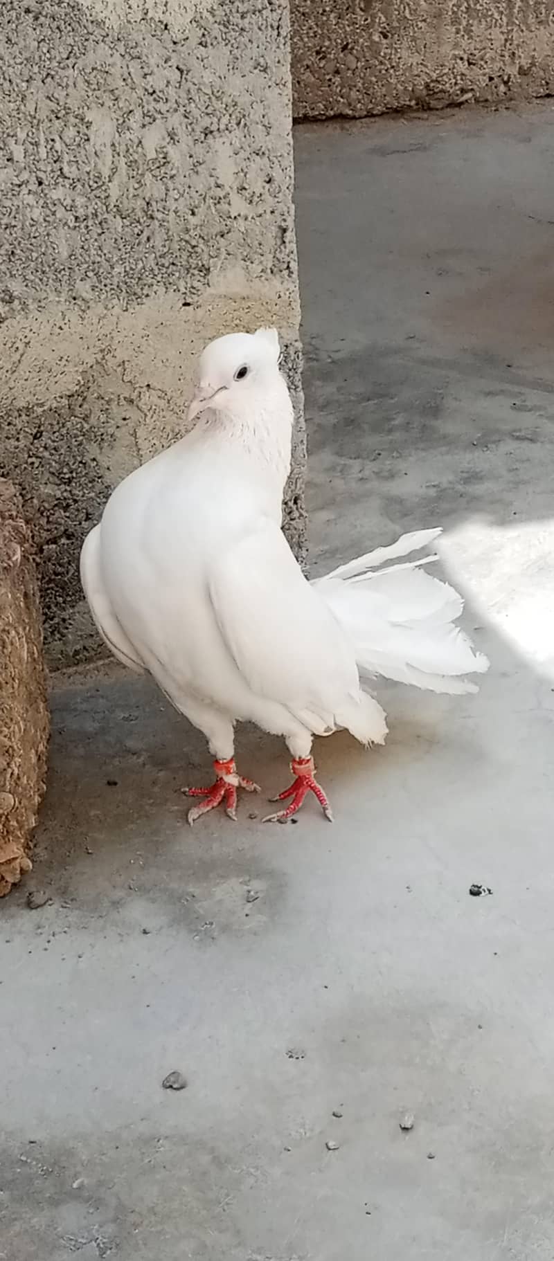 fresh 3
