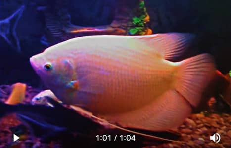 Gaint Gourami