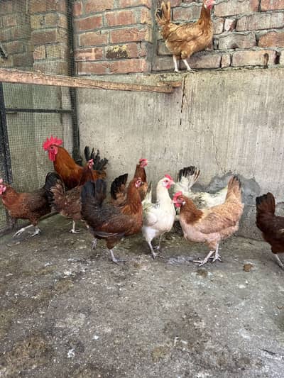 Hens for sale
