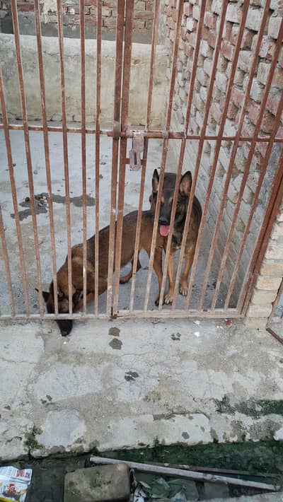Belgian malinoi pair