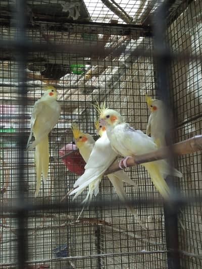 Bird Master Cage For Sale With Creamno Cocktail Parrot