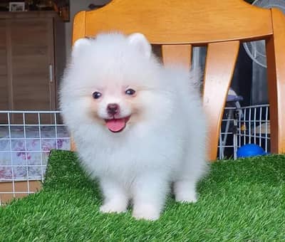 Pomeranian puppies for sale 2 month age Whatsapp no. 03291198929