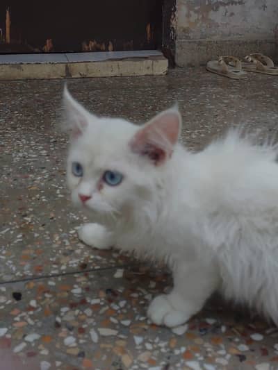 Persian Cat