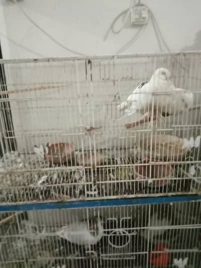 pigeons with pinjra 6 box pinjra