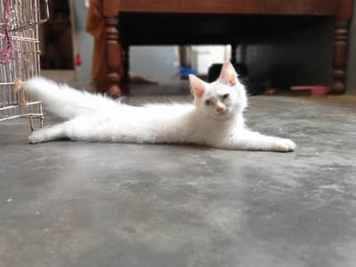 Persian kitten For Adoption