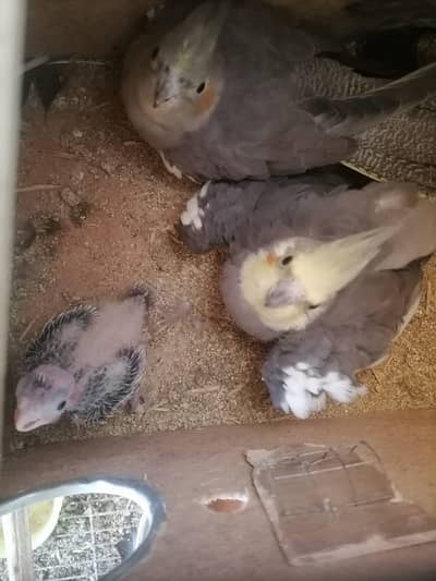 Birds for sell in nice price