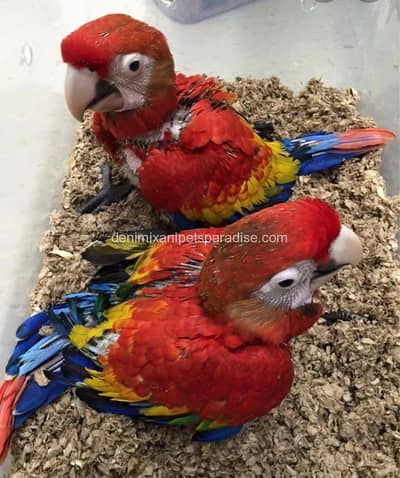 Red macaw parrot for sale 2 month age Whatsapp no 03291198929