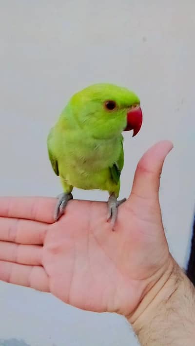 03369510495 Green ringneck parrot handtame