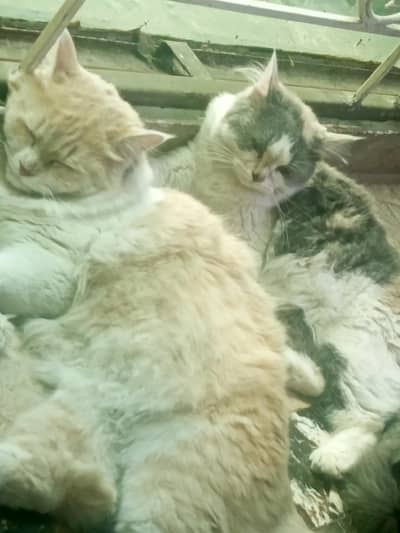 2 persian cats