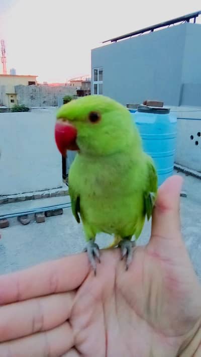 03435131048 Green ringneck parrot handtame