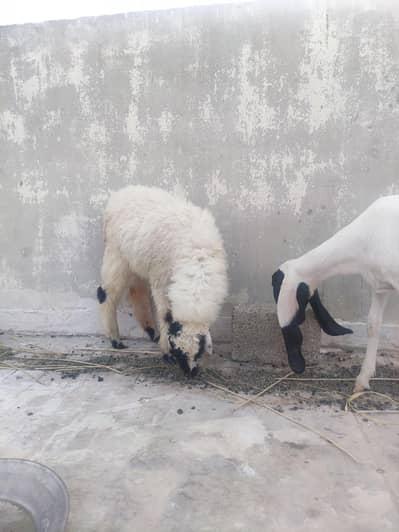 urgent dumba pair for sell 03058126569