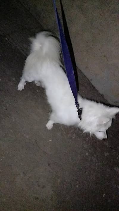 Russian dog for sale urgent