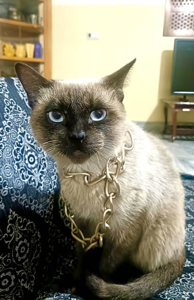 Siemese Cat Female